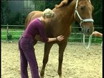 Cranio-Sacrale-Therapie eines Pferdes mit Andrea Mais - YouT